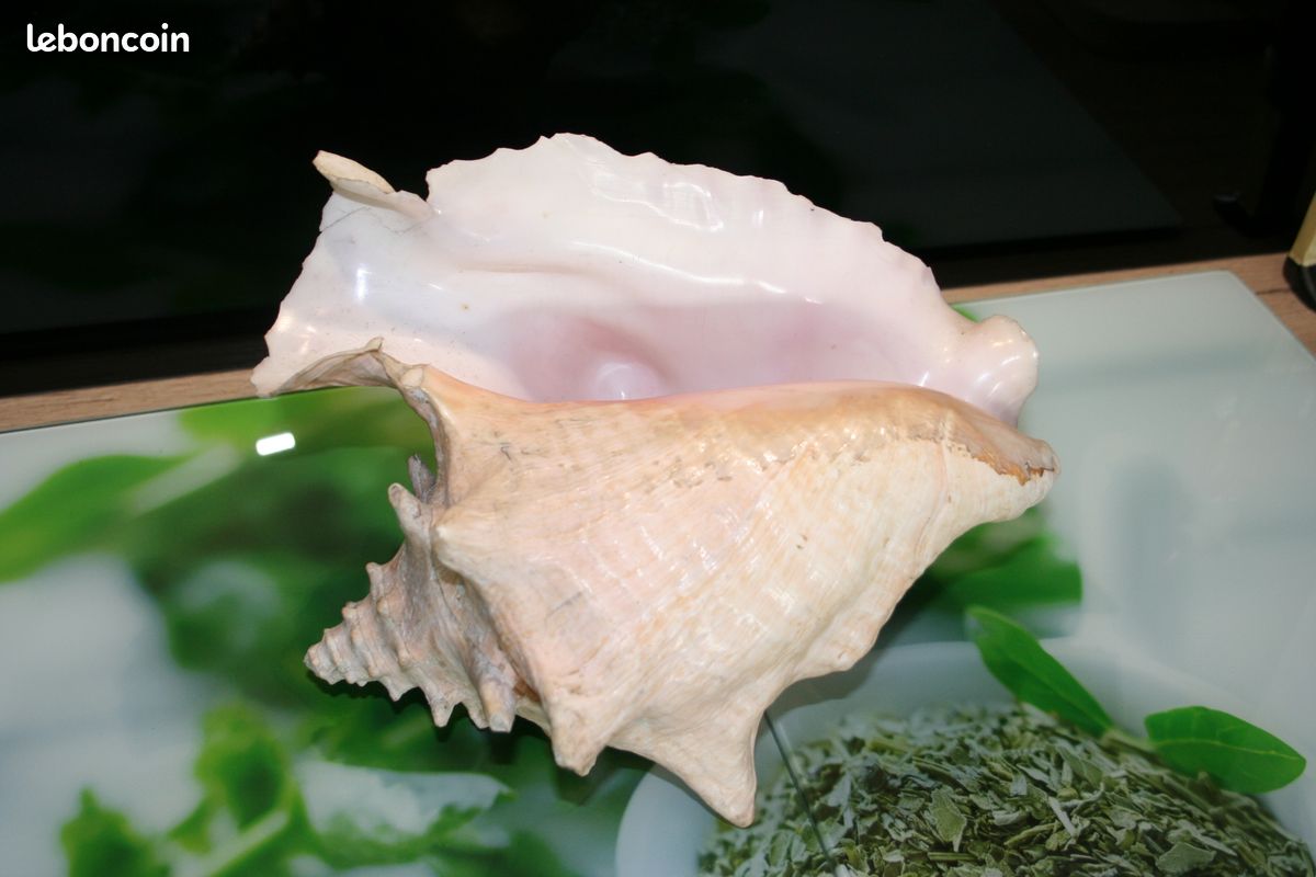 Gros coquillage ( Lambis) (image 1)
