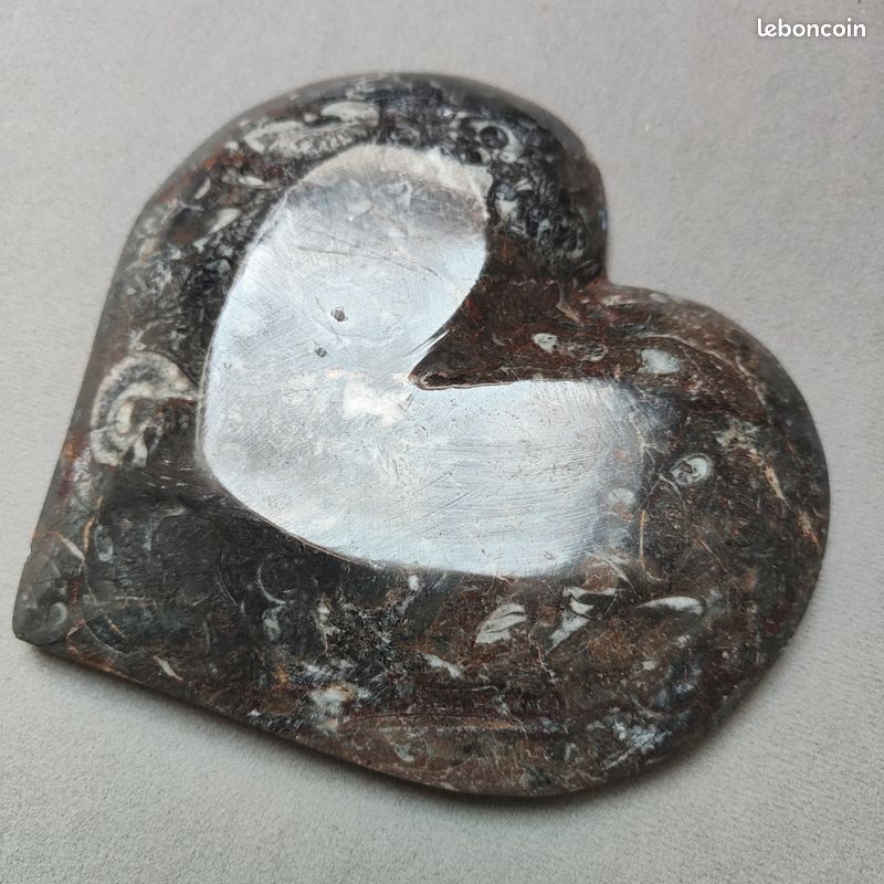 Coupe Orthoceras (fossile) (image 4)