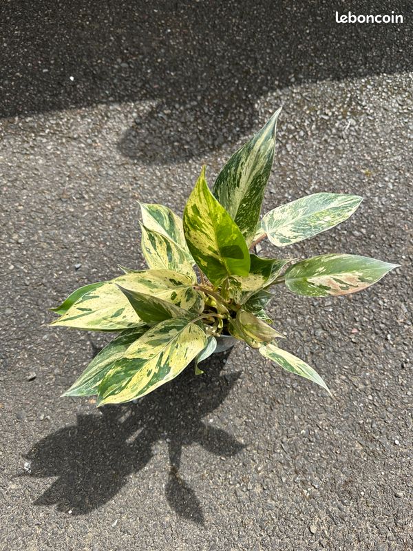 philodendron white splash 4