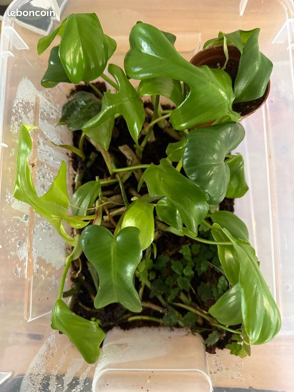 Bouture philodendron florida green - Jardin & Plantes