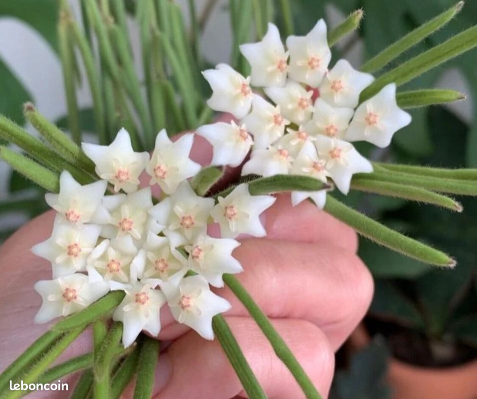Hoya linearis (image 2)