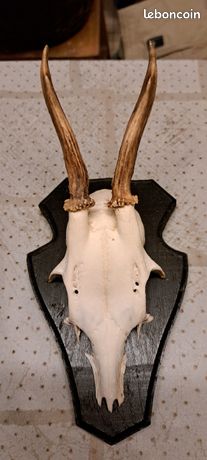 ÉCUSSON SCULPTÉ BOIS 19 X 11 cm - TROPHÉE DE CHASSE CHEVREUIL - FRITZMANN - Ecussons (9411753