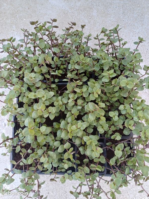 Callisia repens (image 1)