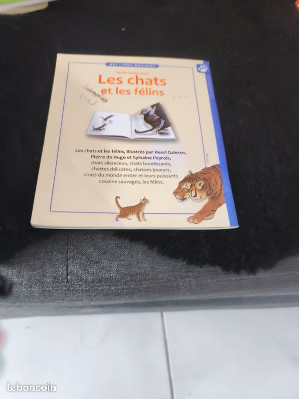 Cache-cache avec les chats et les félins - (image 2)