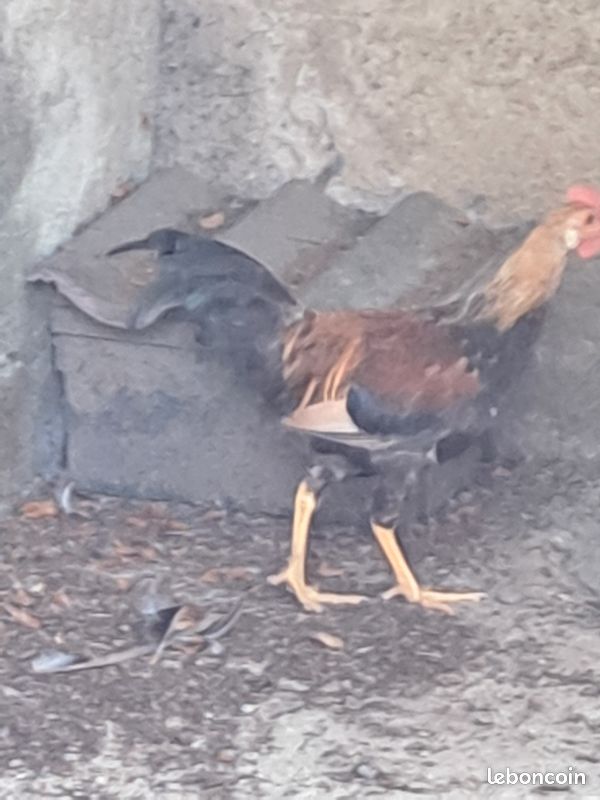 Coqs Leghorn dores (image 1)