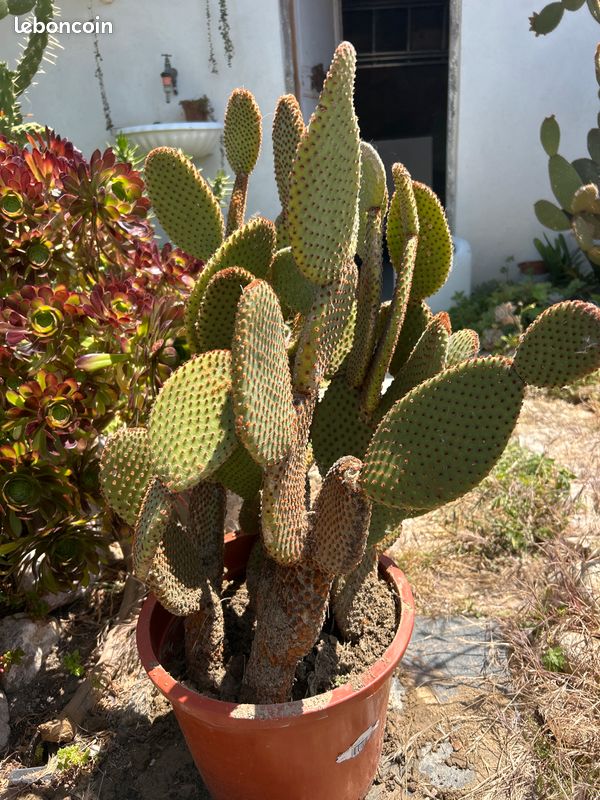 Cactus, plante grasse Opuntia microdasys rubra à raquettes OU cactus oreilles de lapin (image 11)