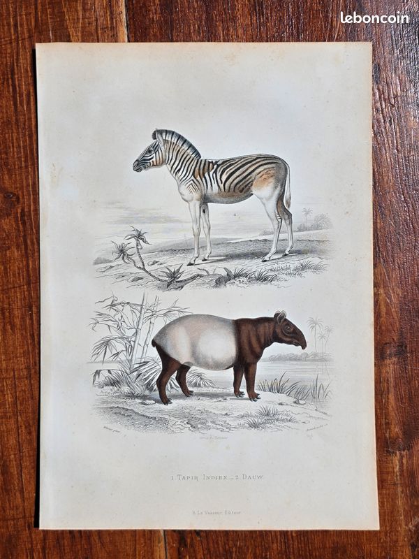 Gravure colorisée à la main de Buffon (+150 ans) – Tapir indien et Dauw (image 1)
