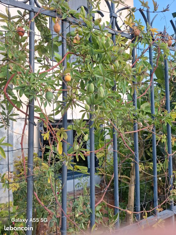 Plants de Passiflore (image 3)