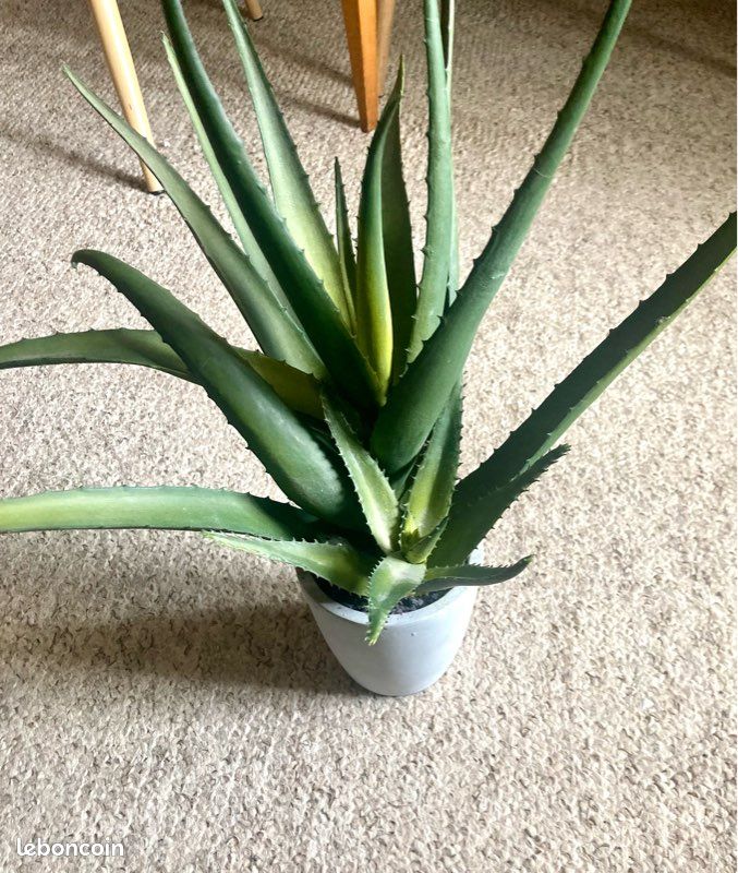 aloe vera bei psoriasis Aloe Active Psoriasis Care Pack: Soothing Eczema & Dry Skin  Aloe Vera  Cosmetics Australia