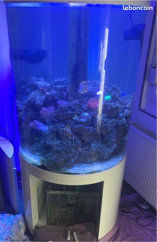 Vend aquarium à l'eau de mer (image 2)