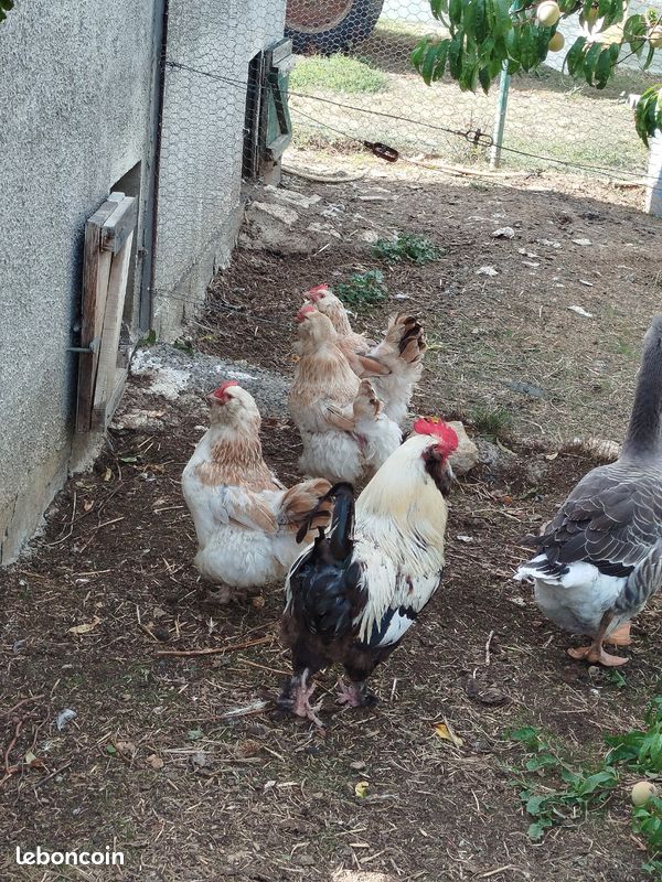 Coq,poule Faverolles (image 1)