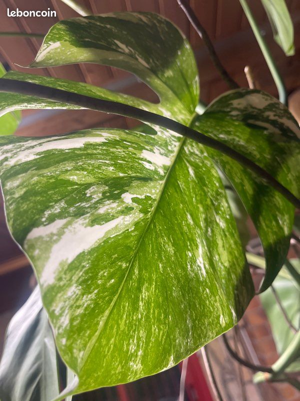 monstera glas Monstera in Glass Vase main image 1
