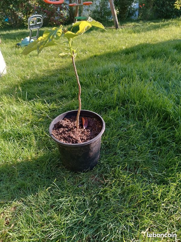 Catalpa arbre/arbuste (image 2)