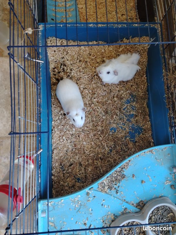 Donne 3 cochons d'Inde + cage (image 2)