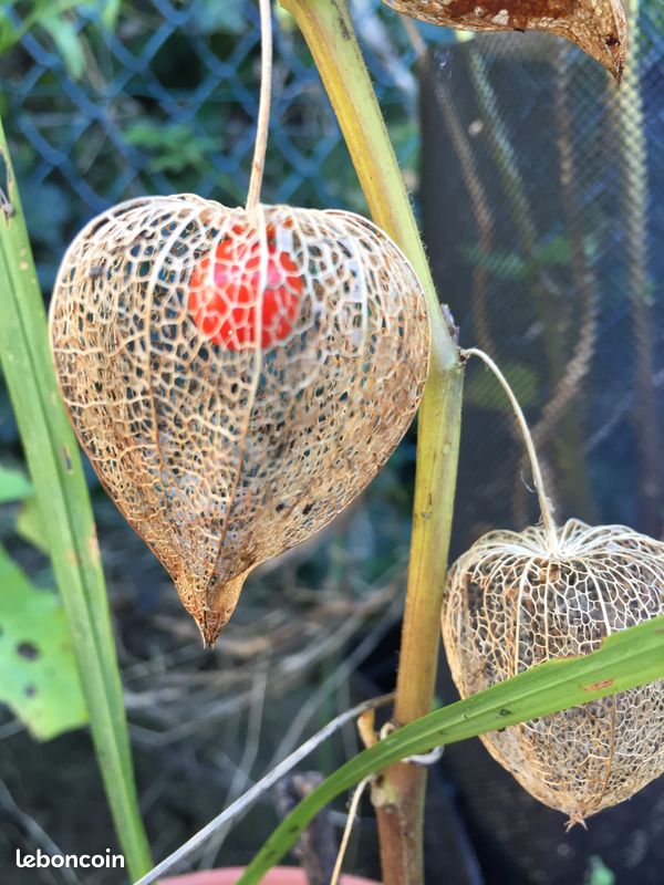 Amour en cage (image 1)