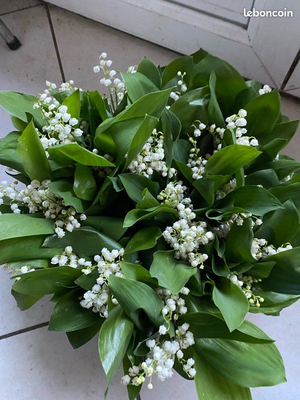 Muguets en bouquet (image 2)
