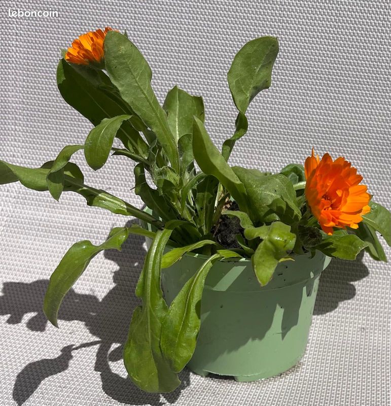Plants de calendula (souci officinal) 🌼 (image 1)