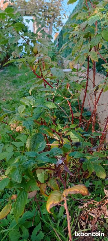 Beaux pieds de framboises (image 2)