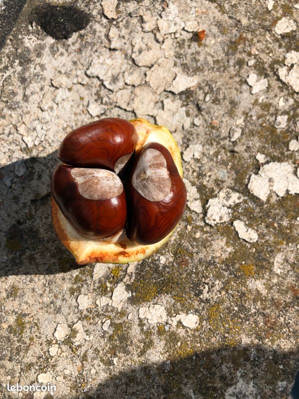 Marron (image 1)