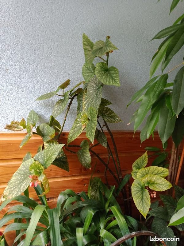 PLANTE BEGONIA 10 euros (image 1)