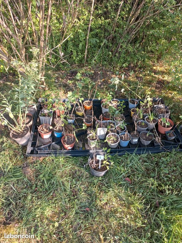 Vends plantes vivaces et petits fruits (image 6)