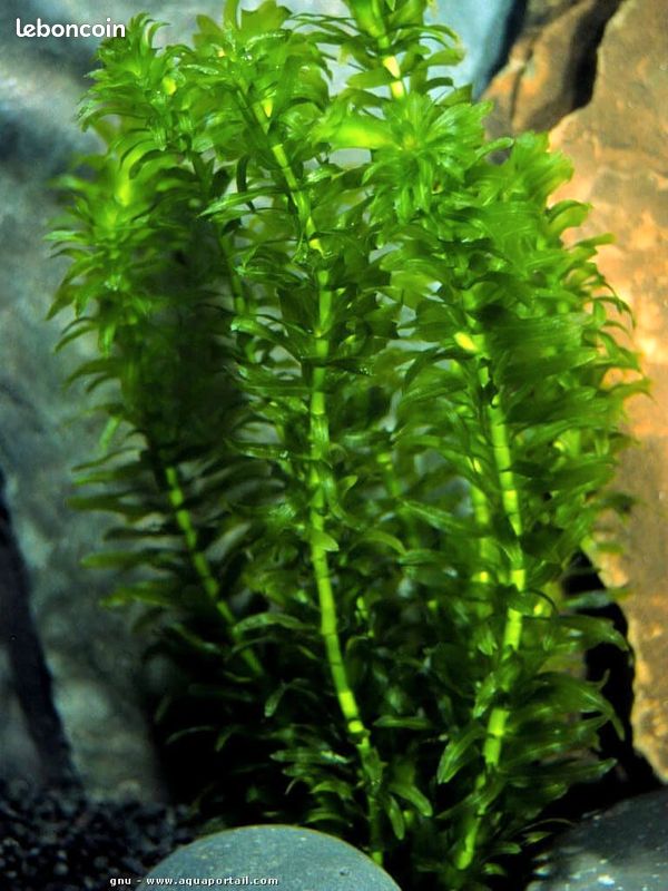 Élodee - plantes oxygenantes pour bassin (image 1)
