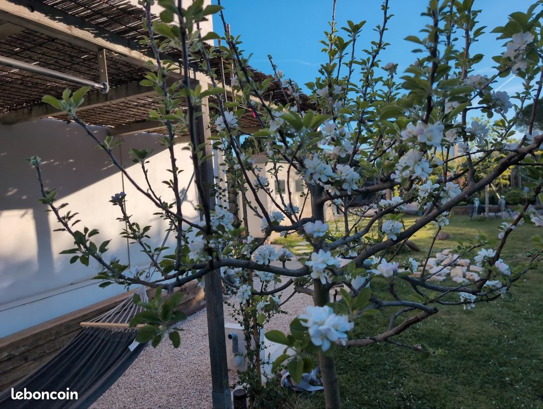 Pommier en pot déjà formé – env. 1,7 m – prêt à produire (image 3)