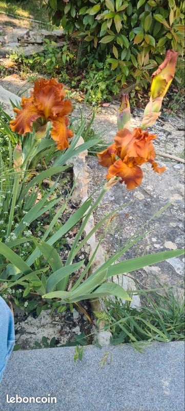 Iris de collection brun (image 1)