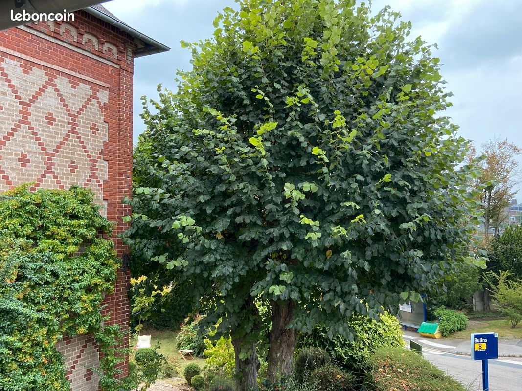 Appartement a louer mont-saint-aignan - 1 pièce(s) - 25 m2 - Surfyn