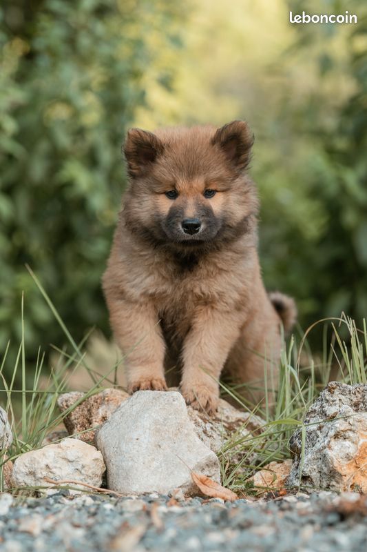 Chiots eurasier LOF disponibles (image 1)