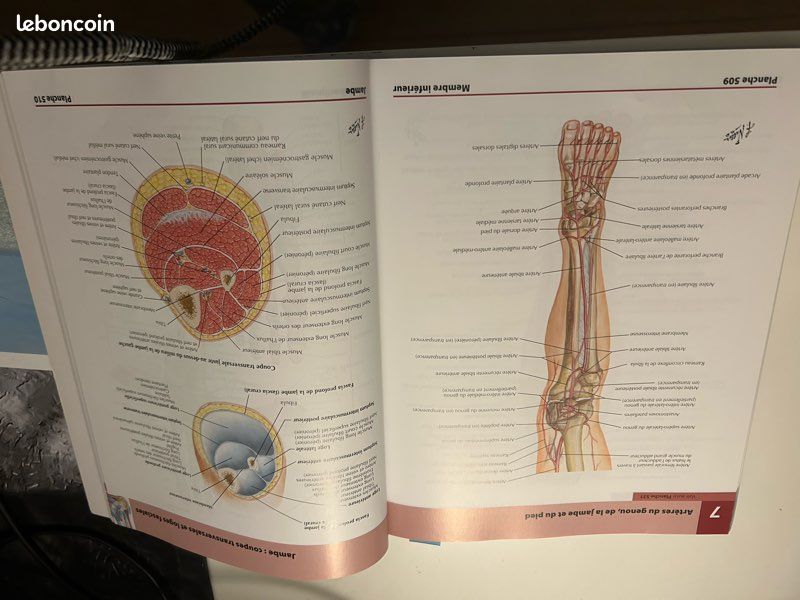 Atlas d’anatomie humaine 6 eme édition . Franck H. Netter MD (image 4)