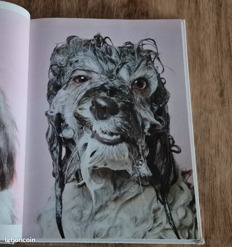 Wet Dog (image 4)