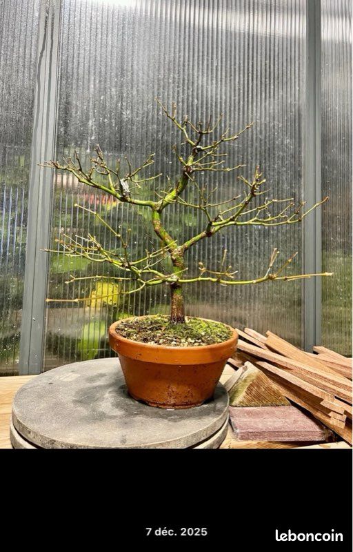 preise bonsai ProviPlant Bonsai-Dünger: Für Indoor- & Outdoor Bonsai-Bäume