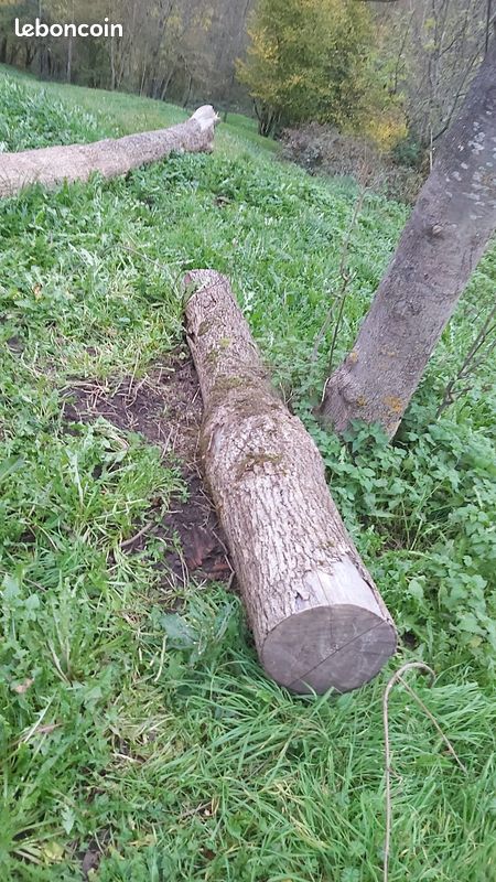 Billes de frêne, chênes, sapin (image 2)