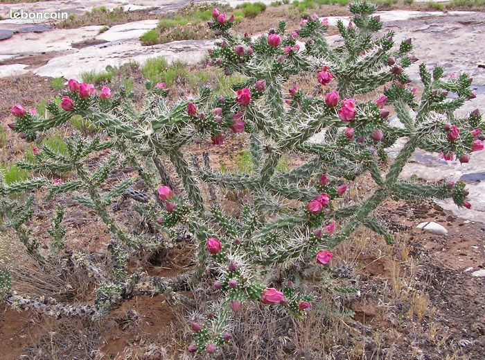 Cactus Cylindropuntia imbricata à fleurs roses (image 1)