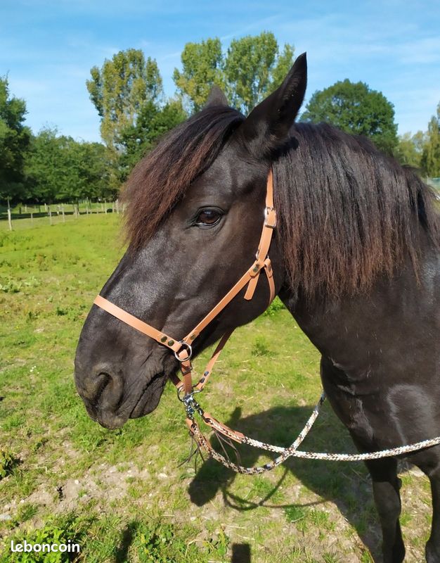 Rênes De Bride Sans Mors En Biothane Noir – Pour Cheval De Trait (modèle Draft)