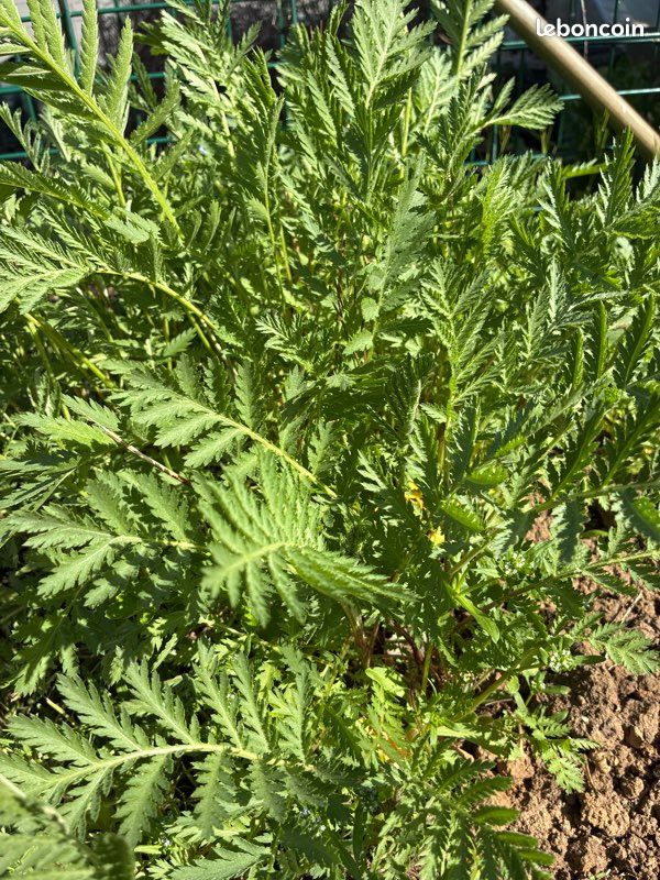 Plants de tanaisie (image 1)