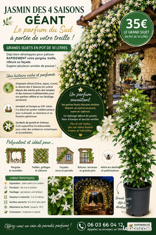 đž Jasmins des 4 Saisons GĂANTS â Le parfum du Sud pour habiller rapidement votre treille đżâš (image 5)