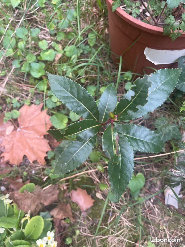 Échange de plante et arbre fruitier (image 5)