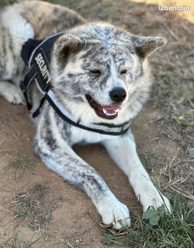 Magnifique mâle Akita inu LOF pour saillie - Prestigieuses Origines (image 3)