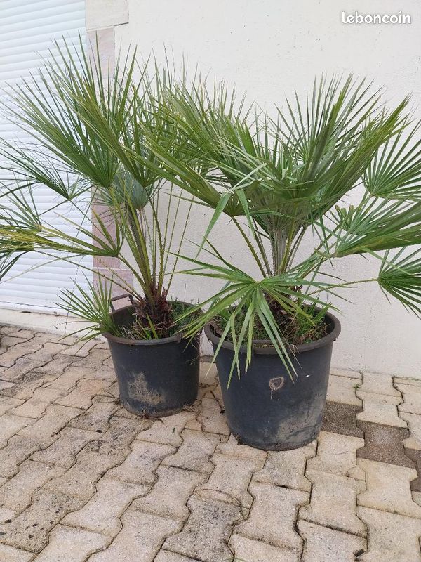 Palmier Chamaerops humilis rusticité -13°C (image 3)