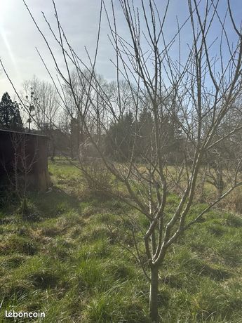 Terrain jardinage