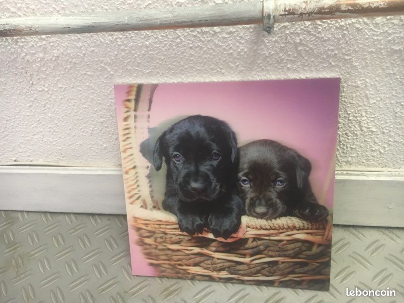 Cadre chiens 3d (image 1)
