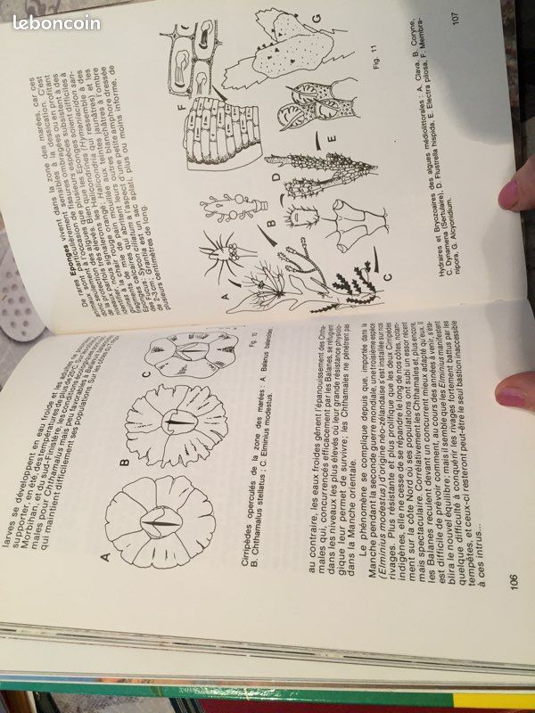 Livre sur la faune du littoral (image 7)