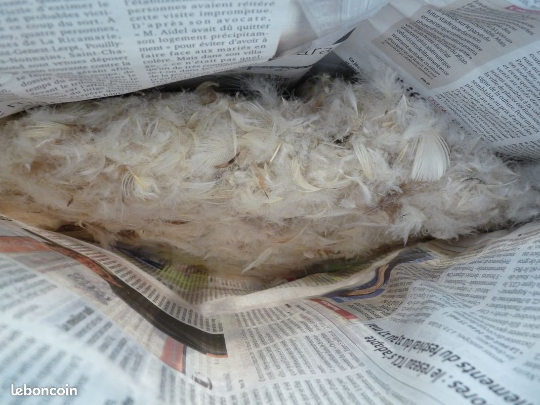 Duvet de plumes (image 1)