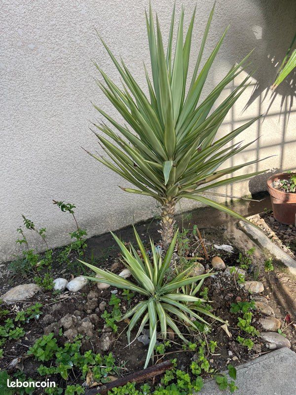 Yucca (image 1)