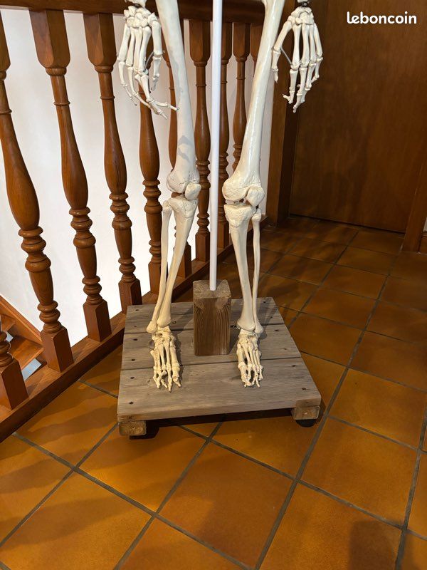 Squelette anatomie (image 3)