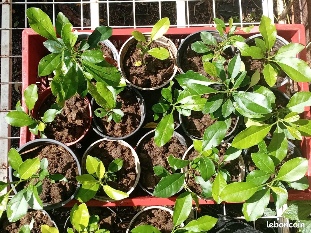 Arbres fruitiers (image 3)