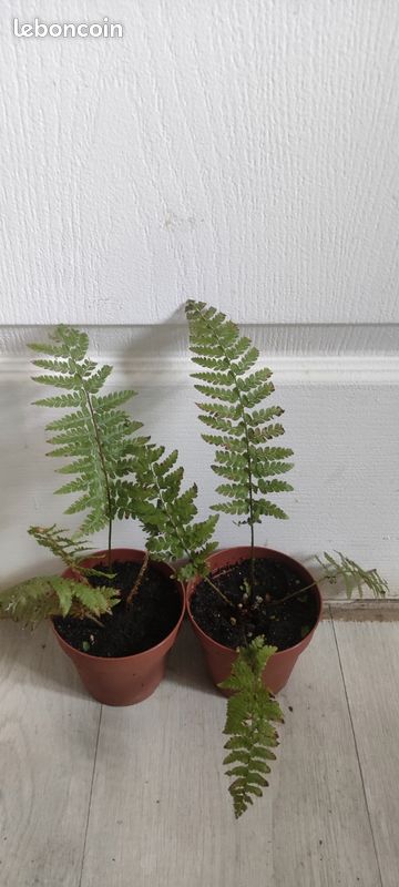 Fougère extérieur rustique Pteridium Aquilinum en pot ( envoi possible) (image 5)