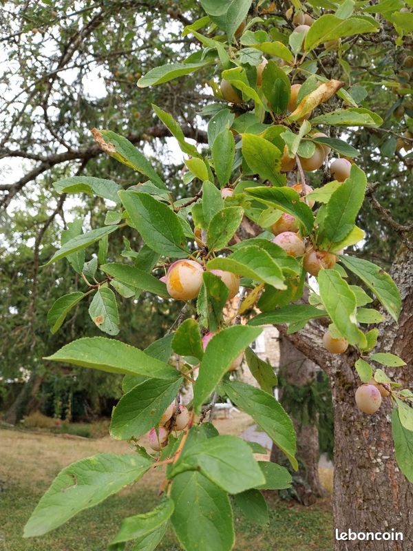 Mirabelles du jardin (image 2)